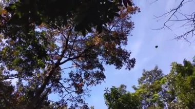 Rüzgâr yüzünden düşen sonbahar yapraklarına bakıyorum.