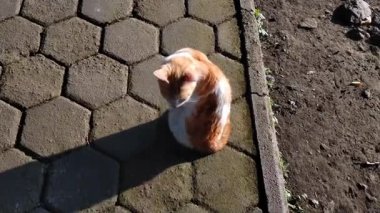 Sabahın köründe açık havada başıboş kedi aktivitesi. Etrafımızdaki tüylü evcil kedi