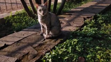 Sabahın köründe açık havada başıboş kedi aktivitesi. Etrafımızdaki tüylü evcil kedi