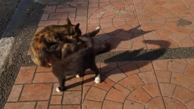 Sabahın köründe açık havada başıboş kedi aktivitesi. Etrafımızdaki tüylü evcil kedi