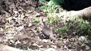 Kumrular yerde yiyecek arıyor, hayvan çalışmaları, çocuk içeriği ve biyolojik çeşitlilik kampanyaları için doğal bir ortamda vahşi yaşam davranışlarını yakalıyorlar..