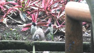 Sabah bahçede yiyecek arayan soluk benizli bulbul, hayvan çalışmaları, çocuk içeriği ve biyolojik çeşitlilik kampanyaları için doğal bir ortamda vahşi yaşam davranışlarını yakalıyor..