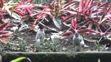 Sabah bahçede yiyecek arayan soluk benizli bulbul, hayvan çalışmaları, çocuk içeriği ve biyolojik çeşitlilik kampanyaları için doğal bir ortamda vahşi yaşam davranışlarını yakalıyor..