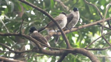 Sooty head Bulbul 'un dala tünemesi, hayvan araştırmaları, çocuk içeriği ve biyolojik çeşitlilik kampanyaları için doğal bir ortamda vahşi yaşam davranışlarını yakalaması.