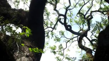 Düşük açı, rüzgarın esintisi altında dalları olan büyük bir ağaca bakmak ve gün boyunca gökyüzünün atmosferini izlemek.