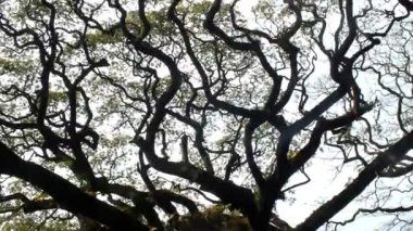 Düşük açı, rüzgarın esintisi altında dalları olan büyük bir ağaca bakmak ve gün boyunca gökyüzünün atmosferini izlemek.