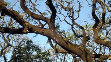 Düşük açı, rüzgarın esintisi altında dalları olan büyük bir ağaca bakmak ve gün boyunca gökyüzünün atmosferini izlemek.