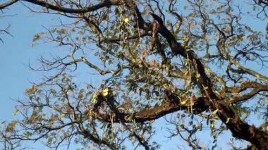 Düşük açı, rüzgarın esintisi altında dalları olan büyük bir ağaca bakmak ve gün boyunca gökyüzünün atmosferini izlemek.