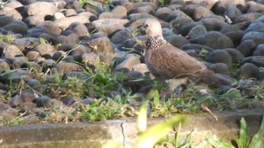 Vahşi kumru güpegündüz yerden tohum yiyor. Biyolojik çeşitlilik kampanyası için vahşi bir hayat yakalamak