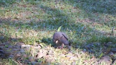 Vahşi kumru güpegündüz yerden tohum yiyor. Biyolojik çeşitlilik kampanyası için vahşi bir hayat yakalamak