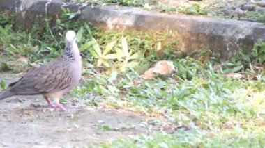 Vahşi kumru güpegündüz yerden tohum yiyor. Biyolojik çeşitlilik kampanyası için vahşi bir hayat yakalamak