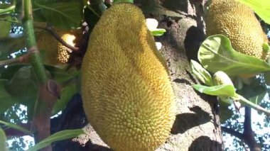 Ağaçta sallanan meyveler. Sağlıklı yaşam tarzı için tropik lezzetli meyveler. Tarım ve biyolojik çeşitlilik kampanyası için doğal besin yakalama