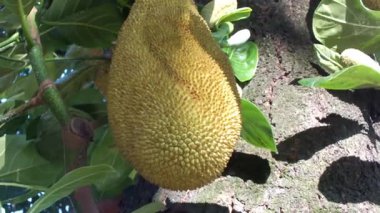 Ağaçta sallanan meyveler. Sağlıklı yaşam tarzı için tropik lezzetli meyveler. Tarım ve biyolojik çeşitlilik kampanyası için doğal besin yakalama