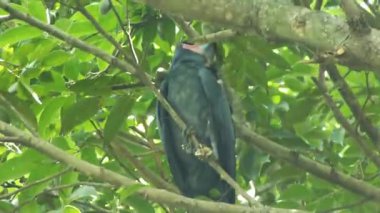 Palmiye kakadusu veya Probosciger Aterrimus veya Kakatua Raja 'nın yemyeşil bir ağaca tünemesi ve kanarya tohumu yemesi. Biyolojik çeşitlilik kampanyası ya da çocuk eğitimi için vahşi yaşam görüntülerinin yakalanması