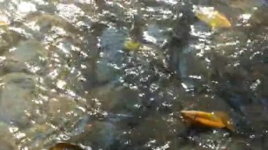 Güneşli bir günde kayaların ve berrak suyun içinden akan güzel bir nehir var. Kurumuş yapraklar var ve süzülüp gidiyorlar..