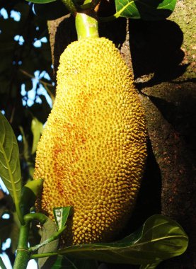 Ağaç gövdesinde güneş ışığıyla asılı bir sürü çıkıntısı olan büyük bir meyve. Meyve yeşil yapraklarla çevrilidir. Çoğunlukla Asya 'da tropikal meyvelerin doğal sağlıklı meyveleri.