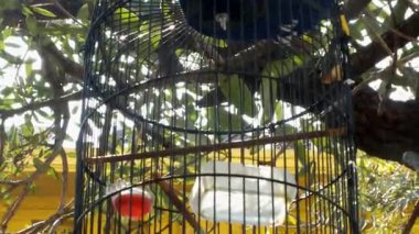 Parlak bir gün ışığında kafesin içinde ötücü kuş ahşap çubuklar ve tellerle besleniyor. Satılık hayvanlar ve hobiler.. 