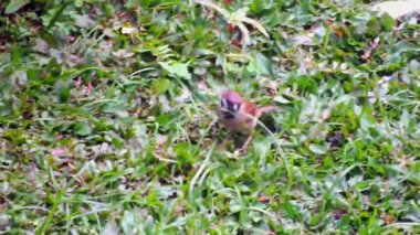 Bir ağaç serçesi çimlerin üzerinde parlak bir gün ışığında yiyecek arıyor. Eğitim içeriği ve biyolojik çeşitlilik kampanyası için doğal ve vahşi yaşam ortamının yakalanması
