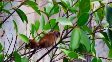 Yoldan geçen evcil hayvan, ağaç dalına tünemiş ev serçesi çevreyi gözlemliyor. Biyolojik çeşitlilik kampanyası ve eğitim içeriği için vahşi yaşam görüntüleri alınıyor. 