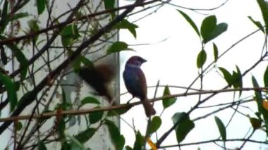 Yoldan geçen evcil hayvan, ağaç dalına tünemiş ev serçesi çevreyi gözlemliyor. Biyolojik çeşitlilik kampanyası ve eğitim içeriği için vahşi yaşam görüntüleri alınıyor. 