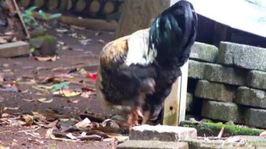 Sabahları çiftlik ağılının etrafında renkli horozlar yiyecek aramaya hazırlanıyor. Eğitim içeriği için tarım ve tarım görüntülerini kavra.