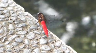 Dalgalı su birikintisinin yanında bir kayanın üzerinde tüneyen kırmızı yusufçuk görüntüsü. Çocukların eğitim içeriği ve biyolojik çeşitlilik kampanyası için vahşi yaşam görüntüleri