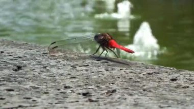 Dalgalı su birikintisinin yanında bir kayanın üzerinde tüneyen kırmızı yusufçuk görüntüsü. Çocukların eğitim içeriği ve biyolojik çeşitlilik kampanyası için vahşi yaşam görüntüleri