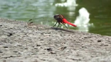 Dalgalı su birikintisinin yanında bir kayanın üzerinde tüneyen kırmızı yusufçuk görüntüsü. Çocukların eğitim içeriği ve biyolojik çeşitlilik kampanyası için vahşi yaşam görüntüleri