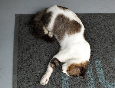 Sıcak bir kedi huzur içinde bir paspasın üzerinde dinleniyor, sıcaklık ve sükunet yayıyor..