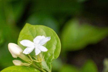 Yasemin çiçeği sabah açar. Arkaplanı bulanık beyaz çiçekler