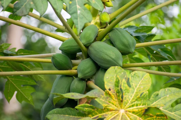 Ağaçta bolca organik çiğ papaya var. Bir avuç taze pati meyvesi.