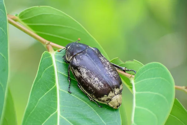 Escarabajo Negro Junio Posado Sobre Una Hoja Verde Primer Plano — Foto de Stock