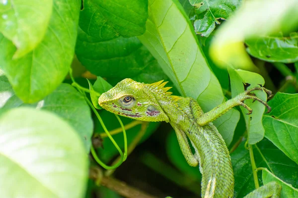 stock image Maned forest lizard camouflaged with green leaves. Closeup of a bronchocela jubata hiding