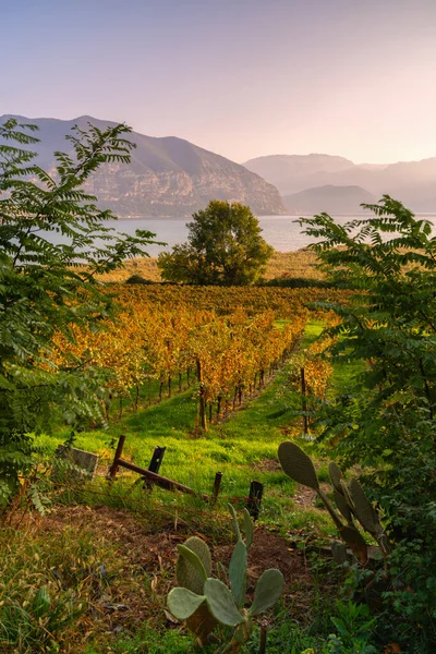 Morning Vineyards Franciacorta Iseo Lake Brescia Province Lombardy Italy Europe — Fotografia de Stock