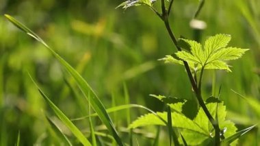 Yeşil bitkiler closeup