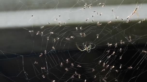 Örümcek Ağına Takılmış Böcekler — Stok video