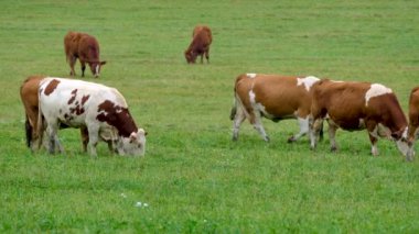 arka plan, doğa, doğal, güzel, yaz, açık hava, yeşil, ağaç, orman, manzara