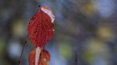 Parktaki güzel sonbahar ormanı, tarlanın sığ derinliğine dikkat edin..