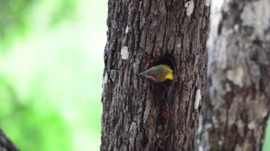 Kuş daldaki bir ağacı yiyor.