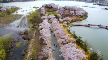 arka plan, doğa, doğal, güzel, yaz, açık hava, yeşil, ağaç, orman, manzara, ışık, güzellik, bitki, tasarım, bahar, yaprak, seyahat, güneş ışığı, renk, çevre, gökyüzü, parlak