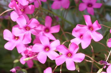 Gündüz süslenmiş yonca çiçekleri. yakın plan.