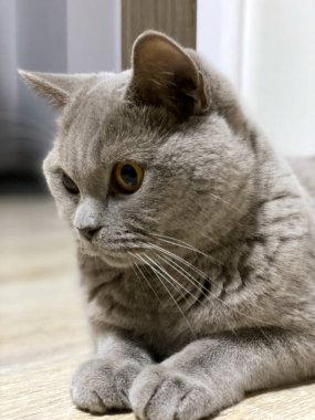 A gray British Shorthair cat lies on the floor, gazing attentively to the side. Its golden eyes shine, and plush fur highlights calmness and grace.