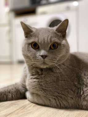 A gray British Shorthair cat lies on the floor, gazing attentively to the side. Its golden eyes shine, and plush fur highlights calmness and grace.