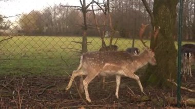 Whitetail Deer Buck standing in a woods. Magnificent ten point whitetail deer buck in a forest.