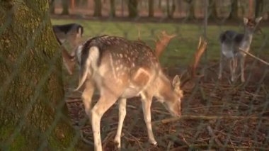 A young deer peeks out from behind a tree. Red deer in the forest and during the rut. A deer with large antlers close-up against the background of a forest clearing. Protection of forest animals