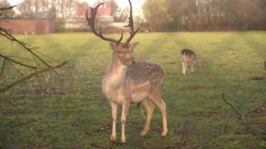 A proud forest deer boldly looks into the camera, a close-up portrait of a beautiful forest animal, a deer on the edge of a forest clearing half closed by a tree carefully looks in front of him.