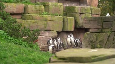 Flock of penguins tramples among the rocks overgrown with greenery, around the green grass and sits watching the seagull. Penguins at the zoo in the summer. A group of penguins are resting at the zoo