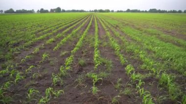 Field of young corn sprouts. Rows of small corn sprouts extending into the distance. In the distance forest. Concept of ecological crop production. Young natural greenery in the field. Healthy eating.