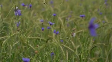 Cornflower field, rural field dotted with close-up blue flowers. The meadow is dotted with flowers. A huge number of flowers and herbs. Natural rural beauty. Selective focus. Blurred background