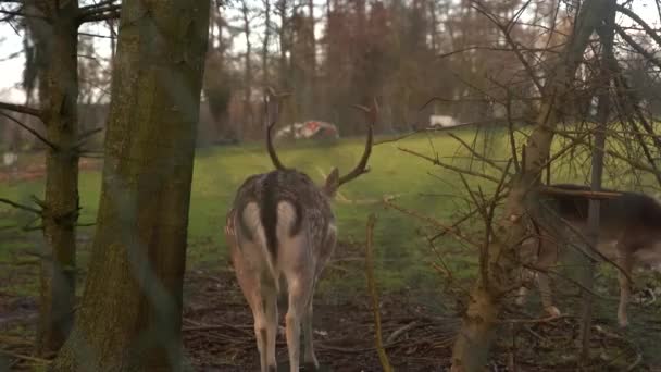Young Horned Deer Close Trees Lattice Fence Wild Animal Hedge — Vídeo de Stock